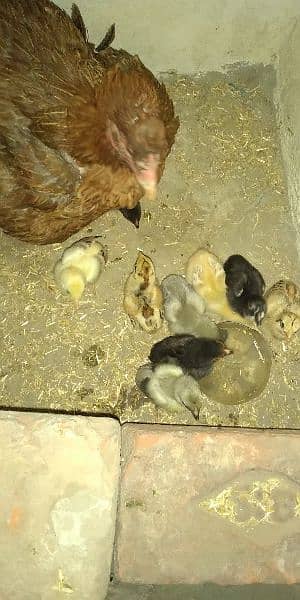 Aseel hen with chicks 4