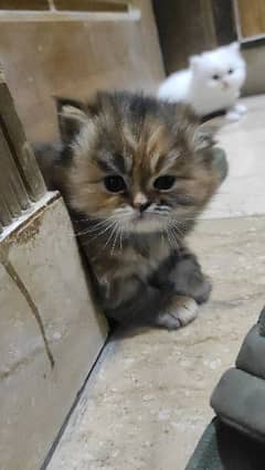 Persian triple coated kitten for sale