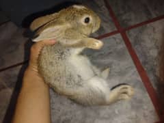 english angoora rabbit khargosh baby 2month