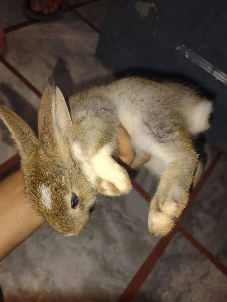 english angoora rabbit khargosh baby 2month 1
