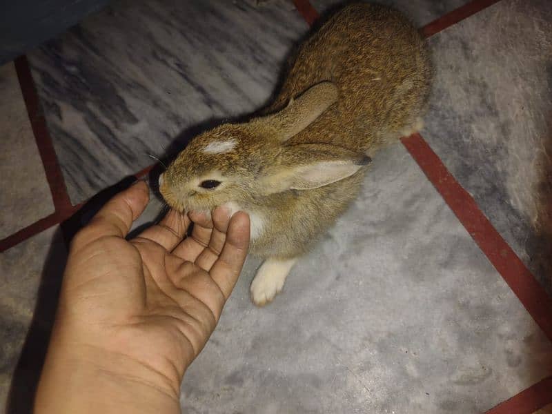 english angoora rabbit khargosh baby 2month 3