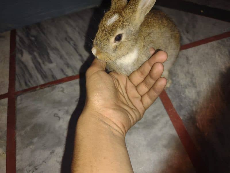 english angoora rabbit khargosh baby 2month 5