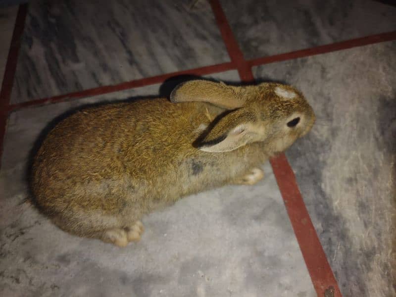 english angoora rabbit khargosh baby 2month 6