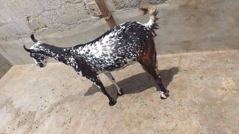 barbari goat 2