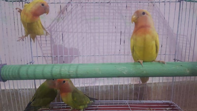 Love birds lotino 2