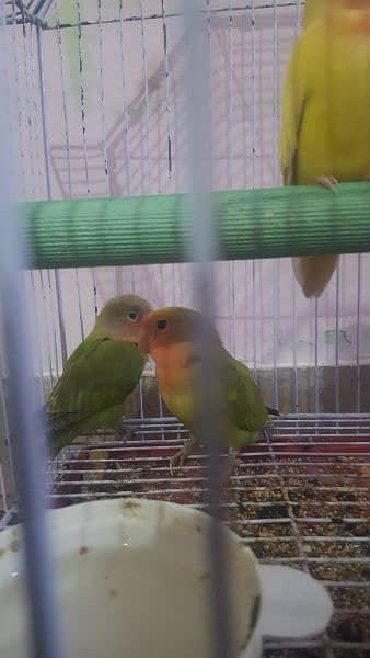 Love birds lotino 3