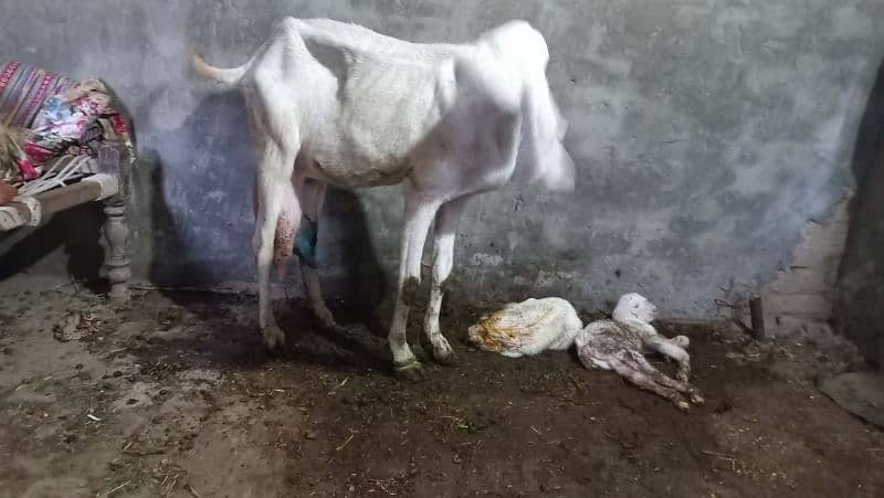 Pure Rajan pur Goats 1