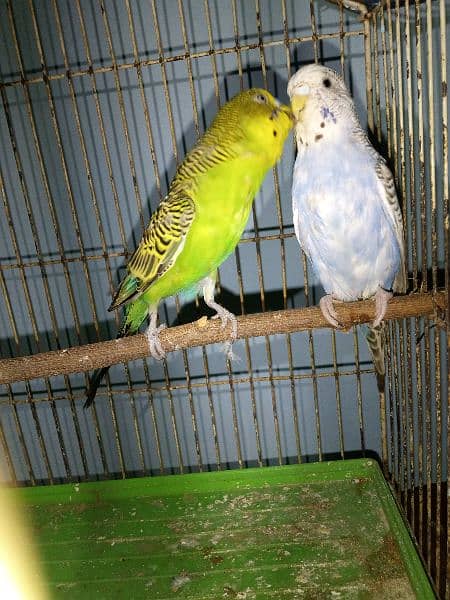 2 pair of Australian parrot (bajri and peit) with pinjra 1
