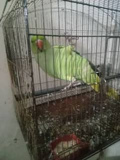 green parrot home breed for sale urjent sale