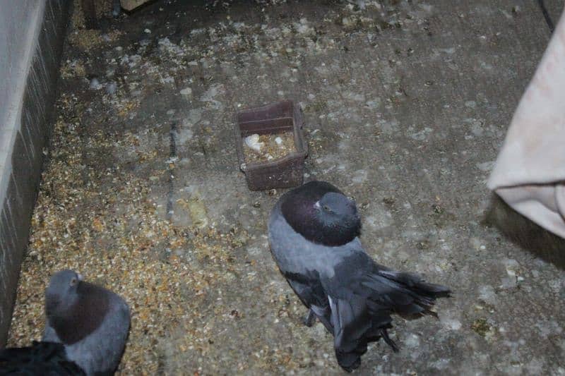 pigeon for sale 3