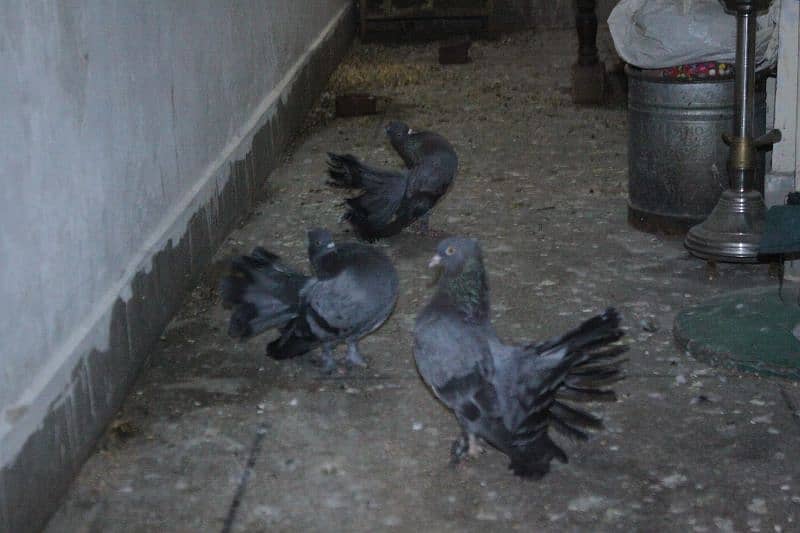 pigeon for sale 6