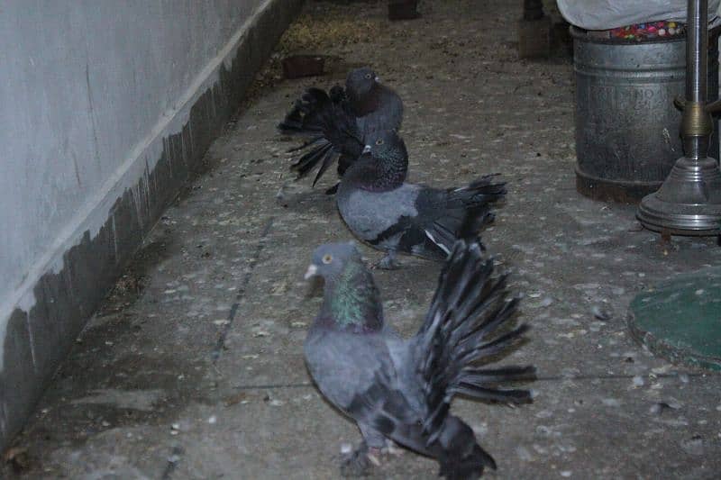 pigeon for sale 7
