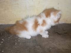 bi color pure persian tripple caoted kitten