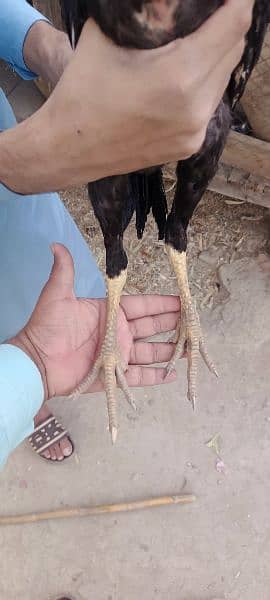 aseel patha for sale 6 month age red eye twisted tale long height 2