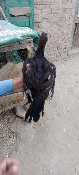 aseel patha for sale 6 month age red eye twisted tale long height 5