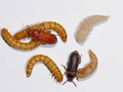Breeder Mealworms best for farming Mealworm
