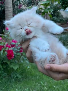 Persian cat / kitten / punch face / triple coat / cat for sale