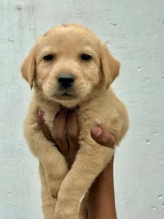 Labrador  puppy male for sale 35 days age non pedigree very active