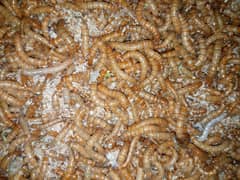 Mealworms for sale