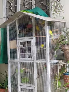 Australian parrot's