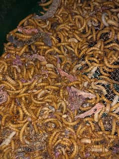 Darkling Beetle Larvae | Mealworms Rs 5 Each | 03328595935