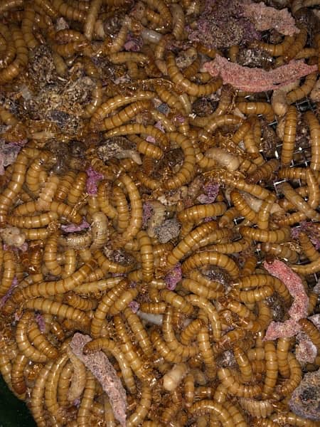 Darkling Beetle Larvae | Mealworms Rs 5 Each | 03328595935 4