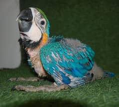Macaw chick in all age are available whatsapp 03126945780