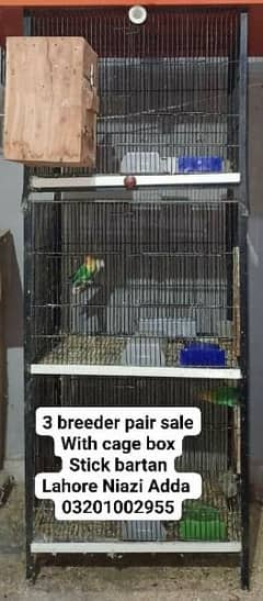 breeder pair chicks all setup for sale