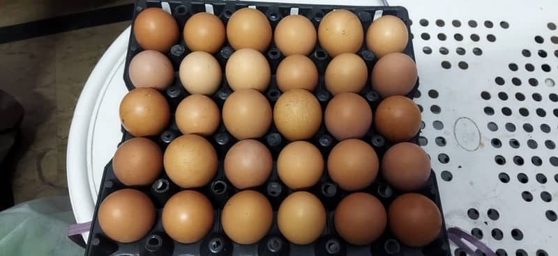 Farm fresh desi eggs for sale all over Lahore mostly double Zardi Eggs 0