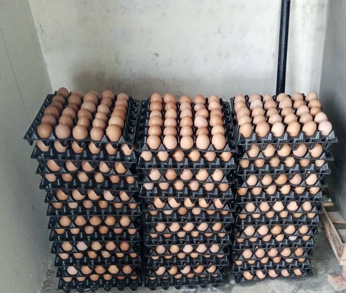 Farm fresh desi eggs for sale all over Lahore mostly double Zardi Eggs 1