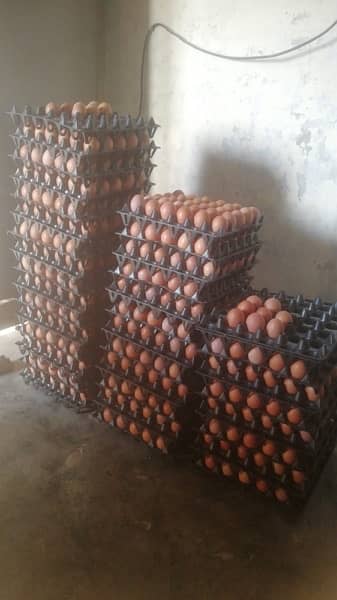Farm fresh desi eggs for sale all over Lahore mostly double Zardi Eggs 2