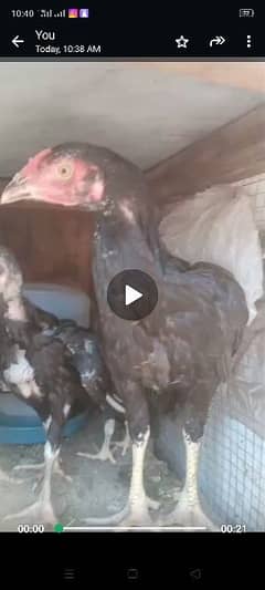 black aseel chicks