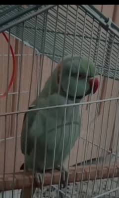 taking parrot