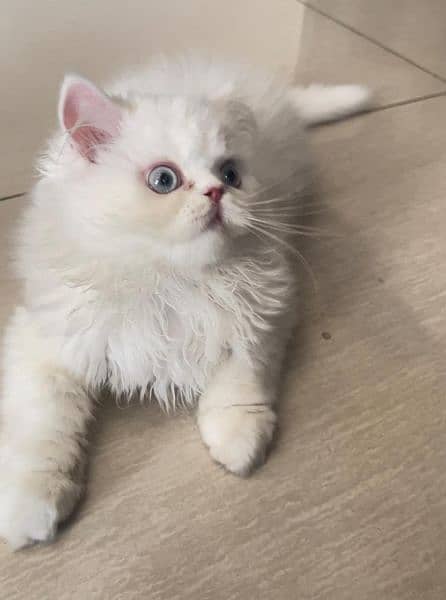 persian cat \ persian kitten/ Extreme punch face triple coat/Blue eyes 2
