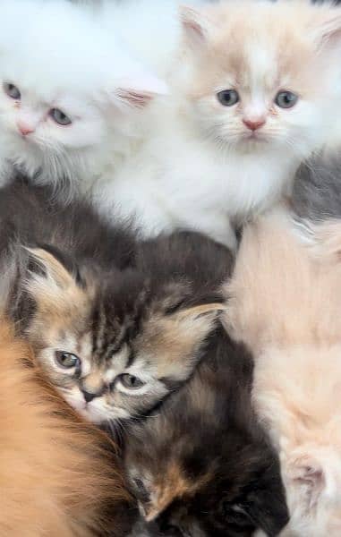 persian cat \ persian kitten/ Extreme punch face triple coat/Blue eyes 3