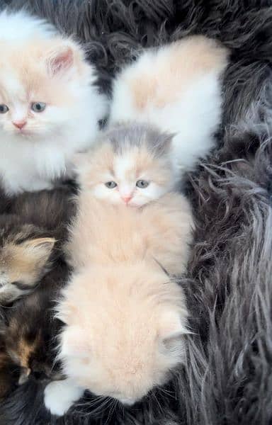 persian cat \ persian kitten/ Extreme punch face triple coat/Blue eyes 5