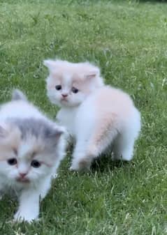 persian cat \ persian kitten/ Extreme punch face triple coat/Blue eyes