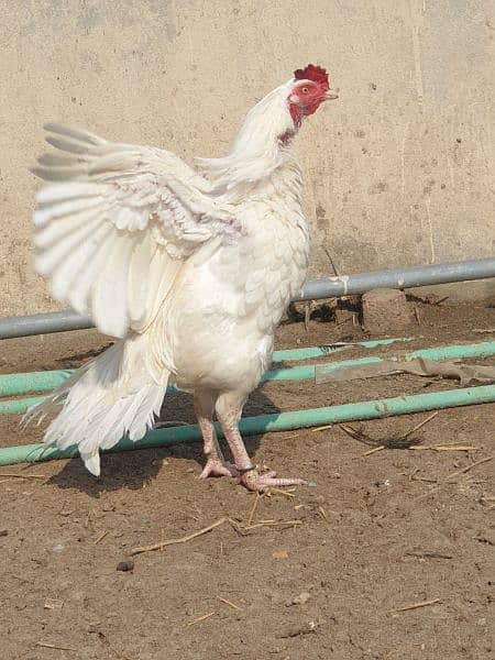 Aseel Heera and thai Cross breeders and chicks 11