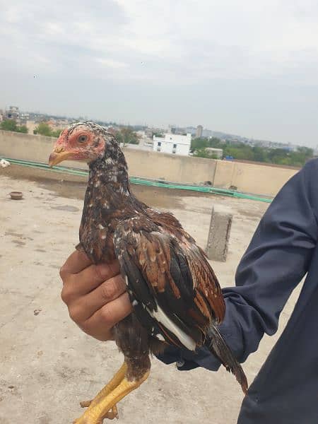 Aseel Heera and thai Cross breeders and chicks 13
