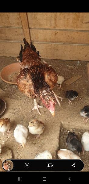 Aseel Heera and thai Cross breeders and chicks 18