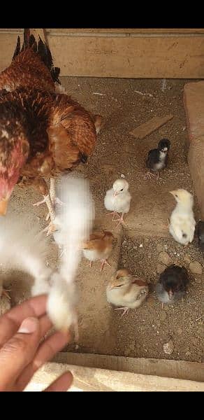 Aseel Heera and thai Cross breeders and chicks 19