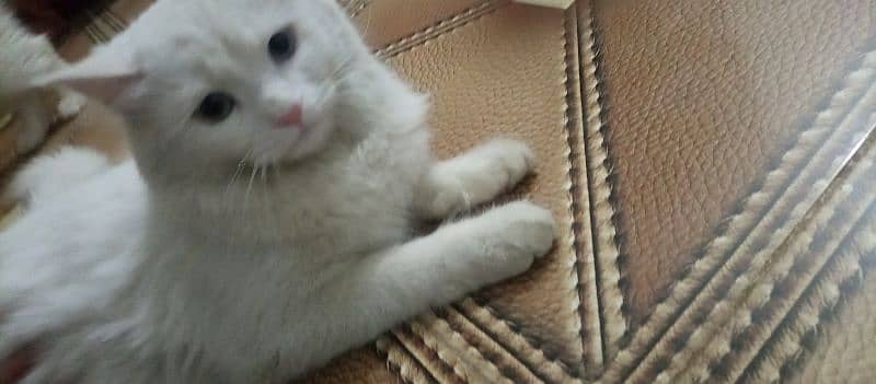 3 female cats tripple coated 1 price 8000 3