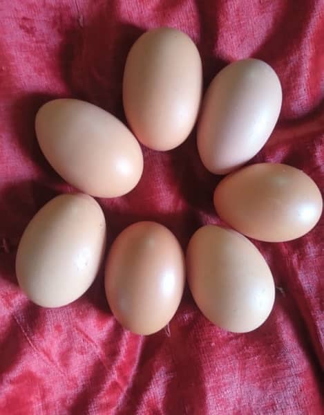 Farm fresh desi eggs for sale all over Lahore mostly double Zardi Eggs 4