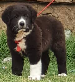 king alabai dog male 3 months for sale security do kalabhai 0