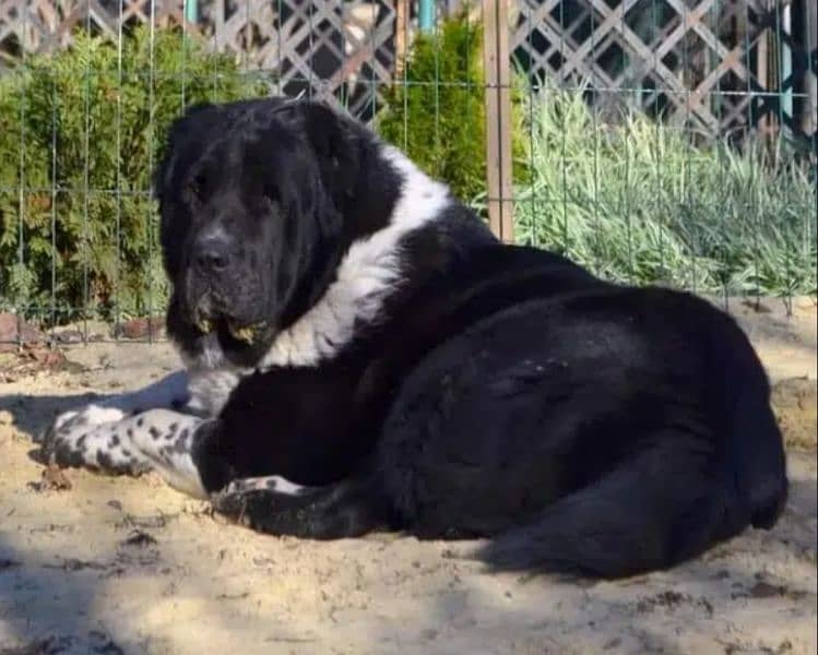 king alabai dog male 3 months for sale security do kalabhai 2
