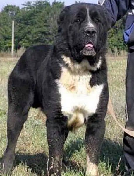 king alabai dog male 3 months for sale security do kalabhai 3