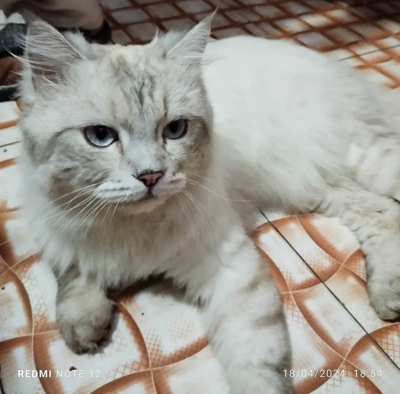 Female Persian cat, fully train for the toilet.  vaccinated 1