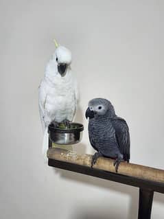 Triton Cockatoo & Gorgeous Red Factor African Grey Parrots