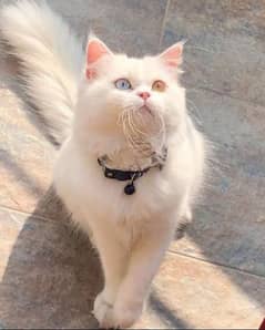 Odd Eyes Male Persian Cat