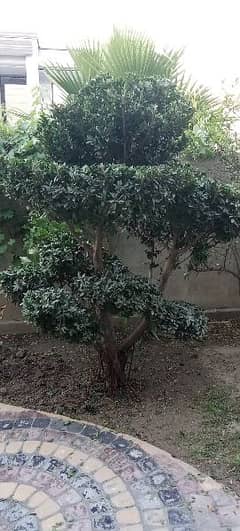 Bonsai Plant For Sale. 6 Feet Tall. Imported